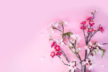 Bahar kirazı ve badem ağacı pembe arka planda çiçek açıyor.