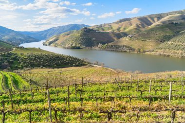 Şarap bağları, Portekiz, Unesco dünya mirası sitesi olan Douro şarap vadisi