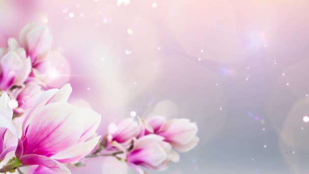 开着新鲜的粉红色木兰花 在蓝色的背景横幅上紧密相连 — 图库视频影像