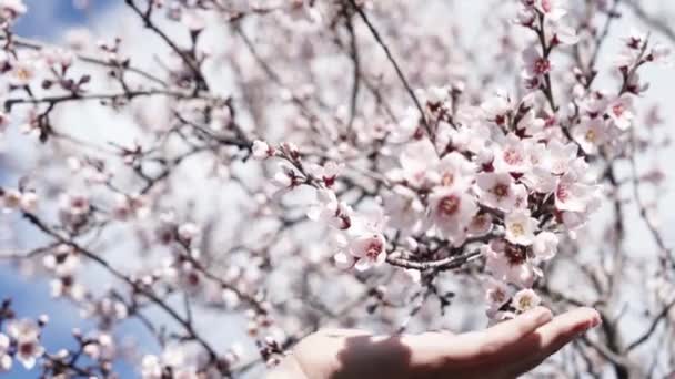Zahrada Něčí Ruce Jemně Dotýká Mandlové Květiny Plném Květu — Stock video