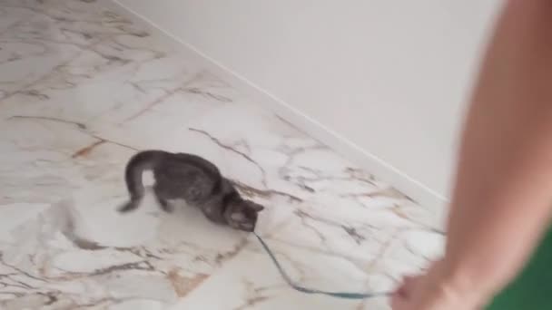 Pequeño Lindo Divertido Gato Jugando Casa — Vídeos de Stock
