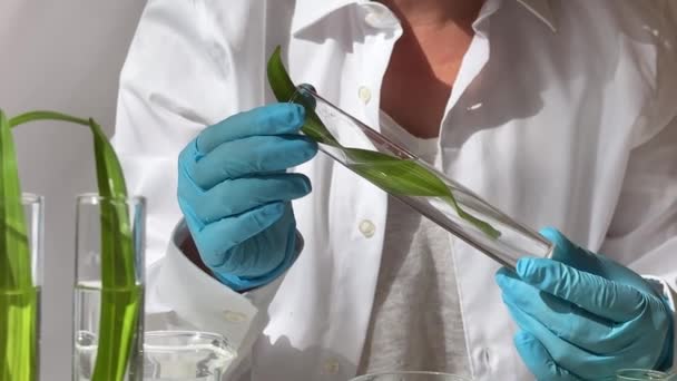 Conceito Ciência Natureza Laboratório Verde Com Mulher Pesquisadora Inspecionando Tubos — Vídeo de Stock
