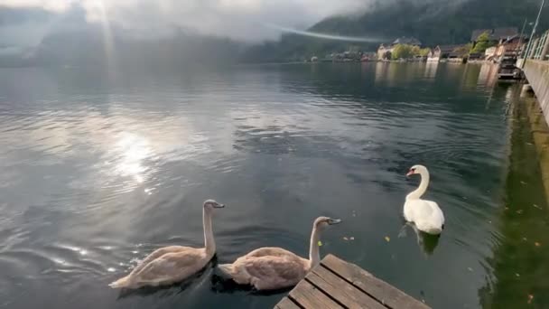 Hallstatt Lake Someone Feeding Swans Áustria — Vídeo de Stock
