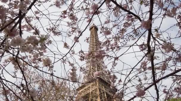 Eiffel Tower Pink Sacura Spring Flowers Paris France — 图库视频影像