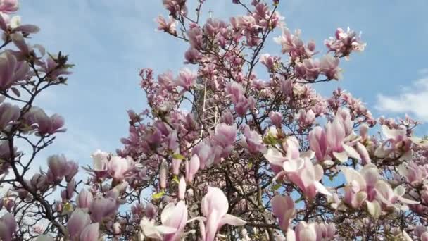 Torre Eiffel Com Flores Primavera Magnólia Rosa Branca Paris França — Vídeo de Stock