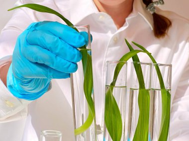 Bilim ve doğa konsepti, kadın araştırmacıların test tüplerini incelediği yeşil bir laboratuvar.