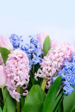 Easter scene with fresh tulips and hyacinth flowers blue and ppink bouquet over pink background