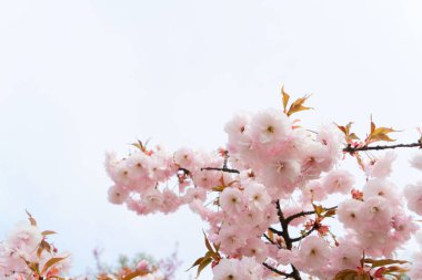 Cherry tree blossoming tree over pale sky background, pink cloud of flowers