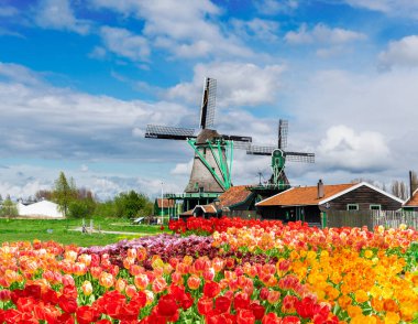 geleneksel Hollanda kırsal sahne Zaanse Schans'a Lale lane, Hollanda ile Bahar, yel