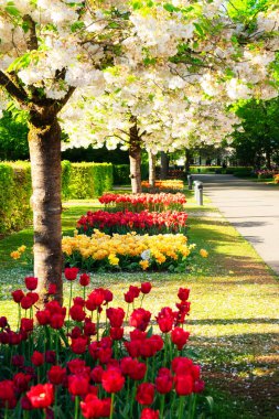 Renkli Blooming sacura kiraz ağacı ve flowerbed bir bahar resmi Bahçe