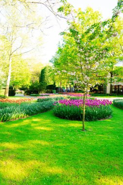 Renkli Blooming bahar kiraz ağacı ve flowerbed bir bahar resmi Bahçe