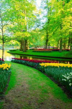 Renkli Lale çiçek ve yeşil bir bahar resmi bahçesinde yol çimen