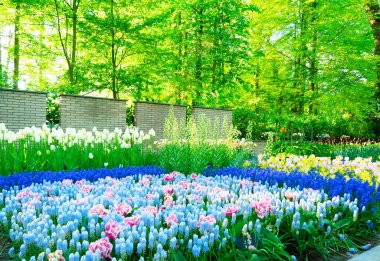 taze bahar çim renkli çiçek açan çiçekler sınır ve yeşil çimen