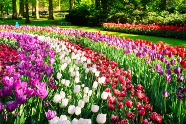 taze bahar çimen çiçek pembe, mor ve kırmızı lale çiçek satırlarla