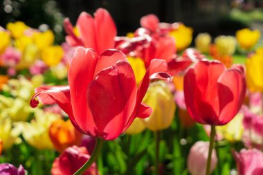 Lale çiçek yakın çekim bahar çiçek açan çeşitli