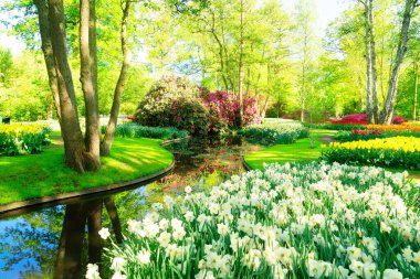 taze yeşil ağaç resmi altında beyaz nergis çiçekleri ile çiçeklenme ile çim Bahçe bahar, bahar arka planda su