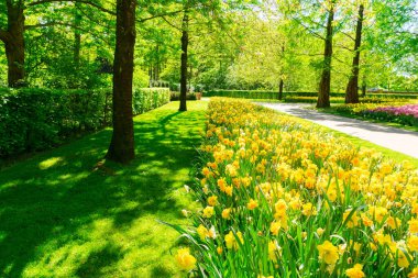 Çiçekler açan sarı nergisler yeşil çimenler ve ağaçlarla