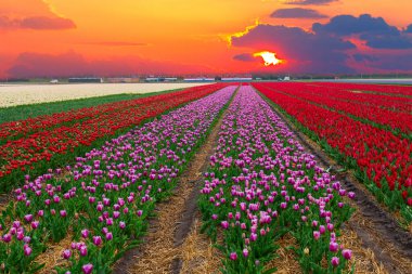 Pembe bir sıra, kırmızı bir Hollanda lalesi yaklaşıyor.