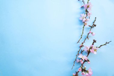 Bahar kirazı ve badem ağacı mavi arkaplanda çiçek açıyor.