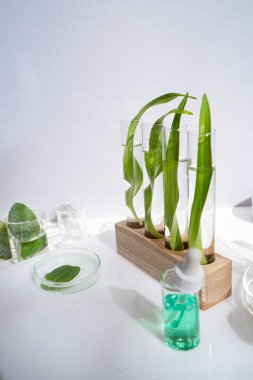 Bilim ve doğa konsepti, test tüplü yeşil laboratuvar.