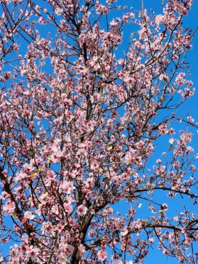 Badem ağacı taze pembe çiçek, Badem ağacı dallarının ilkbaharını kapat mavi gökyüzü arka planında