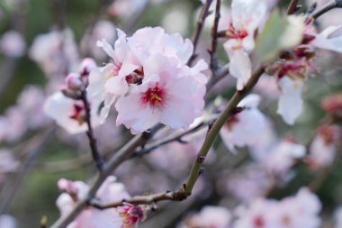 Badem ağacı taze pembe çiçek, Badem ağacı dallarının ilkbaharını kapat mavi gökyüzü arka planında