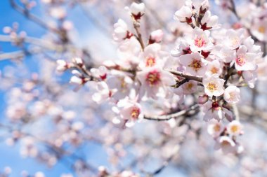 Badem ağacı taze pembe çiçek, mavi gökyüzü arka planında badem ağacı dallarının mavi baharı