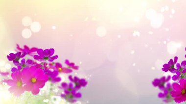Kozmos taze koyu pembe çiçekler ve yapraklar arka planda parıldayan bokeh ile