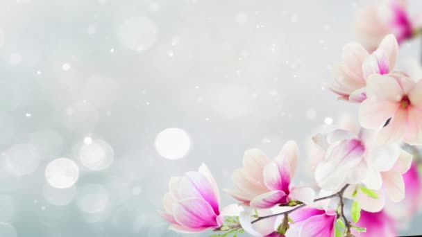 Zweig Mit Frisch Blühenden Rosa Magnolienblüten Über Blauem Hintergrund — Stockvideo