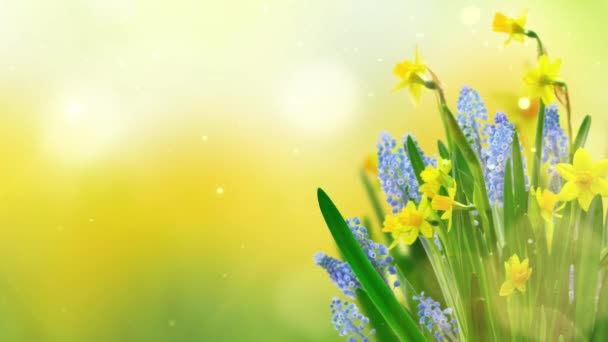 Bahar Çiçekleri Nergisler Güneşli Arka Planda — Stok video