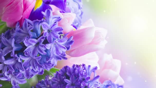 Roze Tulpen Blauwe Hyacinten Bloemen Tuin Bokeh Achtergrond — Stockvideo