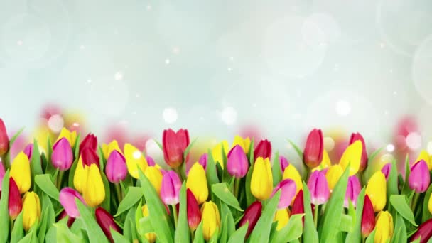 Lente Veelkleurige Tulpen Blauwe Bokeh Achtergrond Banner — Stockvideo