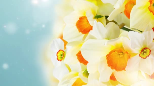 Весняні Квіти Нарцисів Саду Синьому Фоні Боке — стокове відео