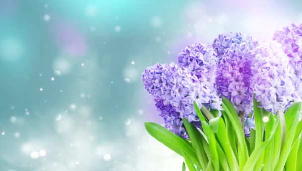 Modrý Hyacint Květiny Pozadí Modré Bokeh — Stock video