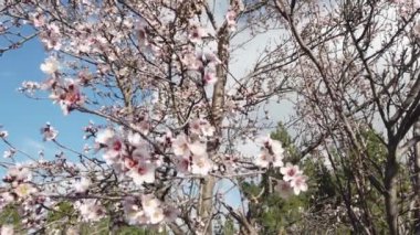 Badem çiçekleriyle dolu bir bahçe.