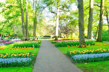 Renkli laleler Çiçek tarlaları ve asfalt yollar bir bahar balosu bahçesinde