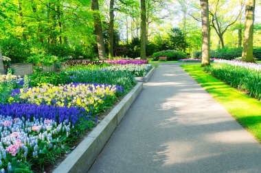 Renkli laleler, muskariler ve nergis çiçekleri Resmi Bahçede çiçeklerle taş yolu karışımı