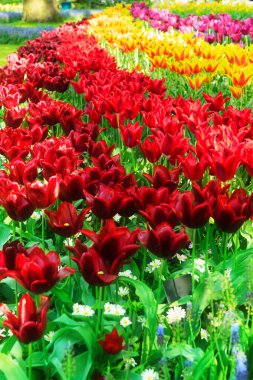 Taze bahar çimenliği açan kırmızı ve sarı bahar laleleri, retro tonlu