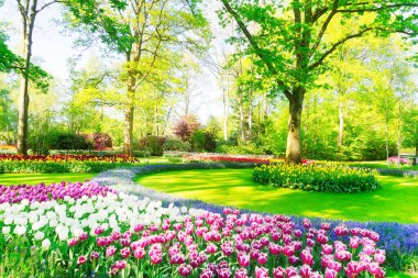 taze bahar çim ile çiçeklenme pembe ve beyaz laleler ampul çiçekler bahar