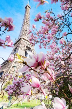 Çiçek açan manolya bahar çiçekleriyle Eyfel Kulesi, Paris, Fransa