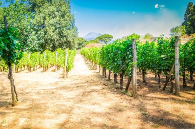 vineyard green rows with Vesuvius volcan of Pompeii, Italy