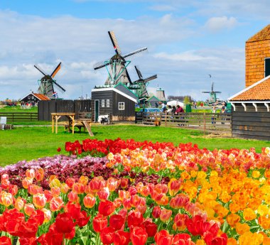 Kanal ve Zaanse Schans'a, Hollanda yel değirmenleri ile sahne geleneksel Hollanda kırsal bahar