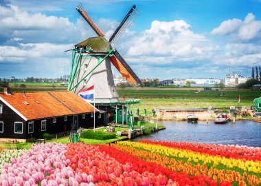 Hollanda 'nın geleneksel yel değirmeni ve kırmızı, pembe ve sarı laleleri.
