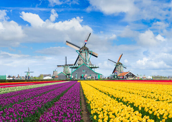 традиционные голландские пейзажи с ветряной мельницей Zaanse Schans с драматическим полем неба и тюльпанов, Нидерланды