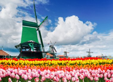 Zaanse Schans'a ve tonda çiçek açan laleler, Hollanda, retro satırlarının geleneksel Hollanda yel ile manzara