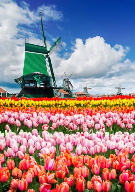 Zaanse Schans'a ve tonda çiçek açan laleler, Hollanda, retro satırlarının geleneksel Hollanda yel ile manzara