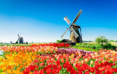 Geleneksel Hollanda yel değirmeni, sudaki yansıması, yaz gününde Kinderdijk, Hollanda 'da çiçek açan lalelerle