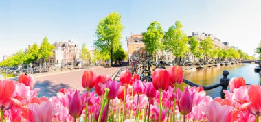Amsterdam Hollanda 'nın tarihi evlerinin panoraması, eski Avrupa kentinde laleli kanal halka simgesi, Amsterdam