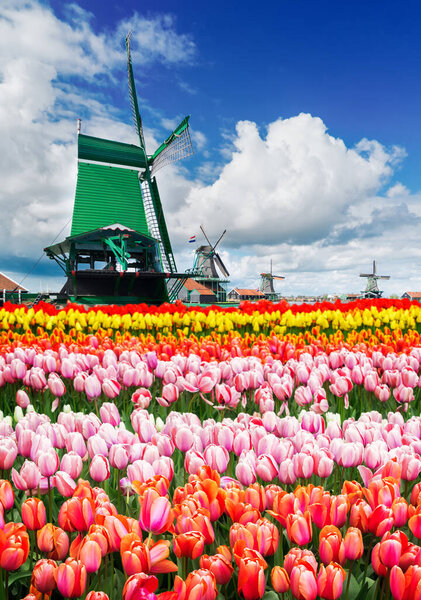 ландшафт с традиционными голландскими ветряными мельницами Zaanse Schans и рядами цветущих тюльпанов, Нидерланды, ретро тонизированные
