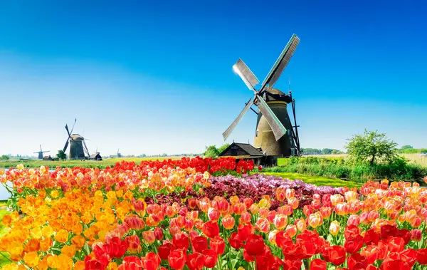 반사되어 전통적 네덜란드 여름철에 있는네 — 스톡 사진